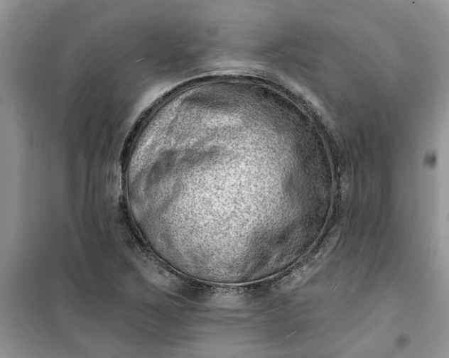 X0000100961267200807081233