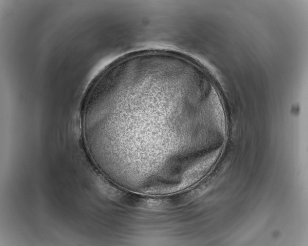 X0000100961271200807081233