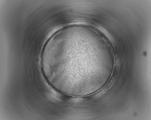 X0000100961282200807081233