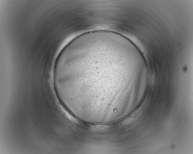 X0000100961294200807081233