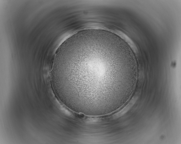 X0000100961385200807081231