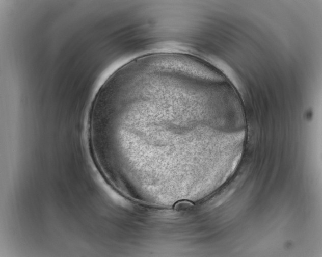 X0000100961387200807081231