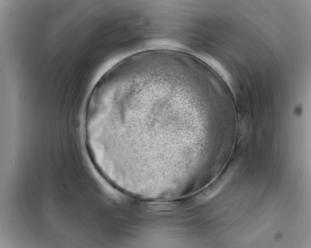 X0000100961391200807081231
