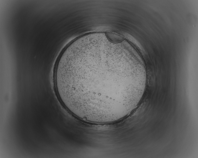 X0000100961087200807151353