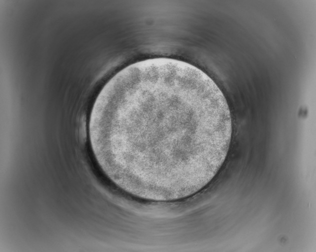 X0000100960020200807221156