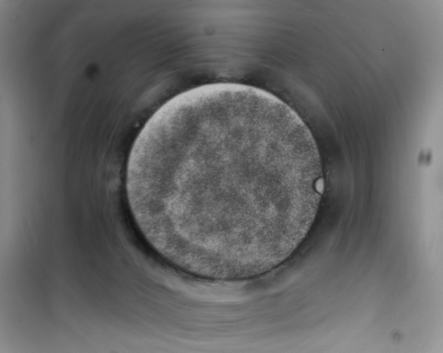 X0000100960032200807221156