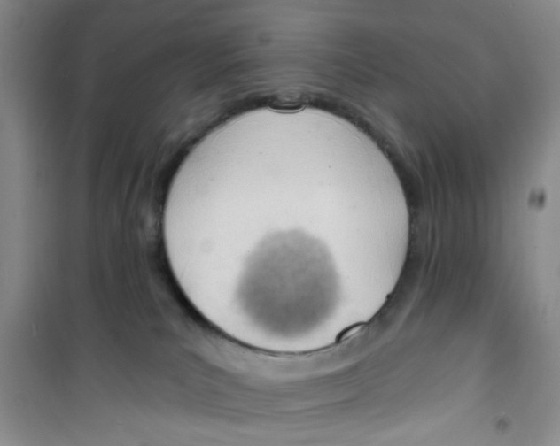 X0000100960039200807221156