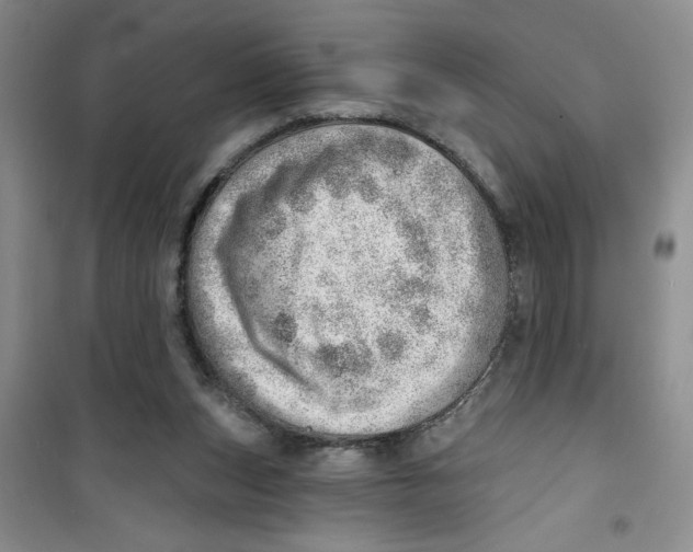 X0000100960159200807221153