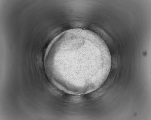 X0000100960377200807221151