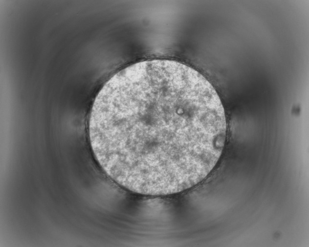 X0000100960423200807221149