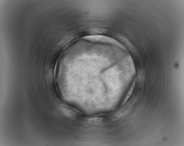 X0000100960426200807221149