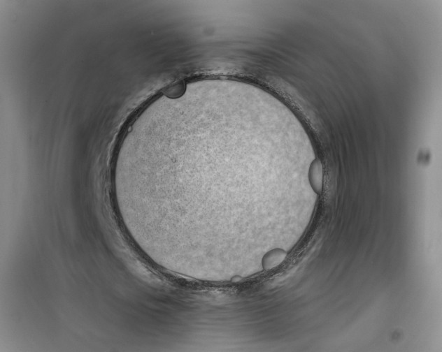 X0000100960721200807221144