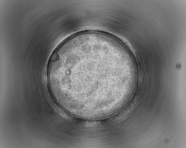 X0000100960887200807221142