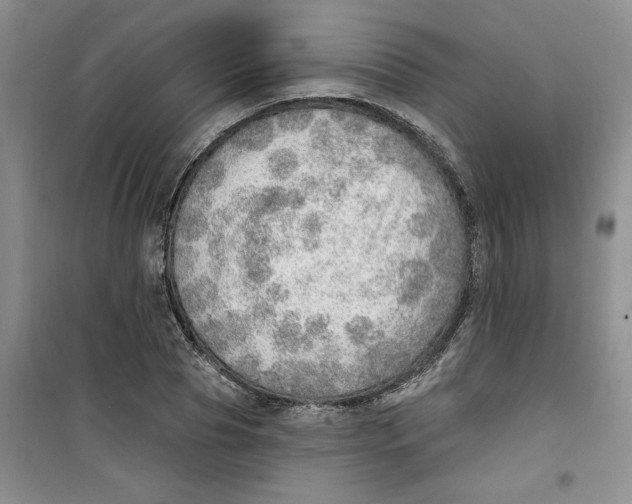 X0000100960929200807221141