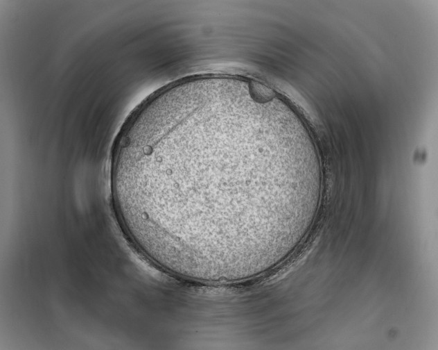 X0000100961079200807221139