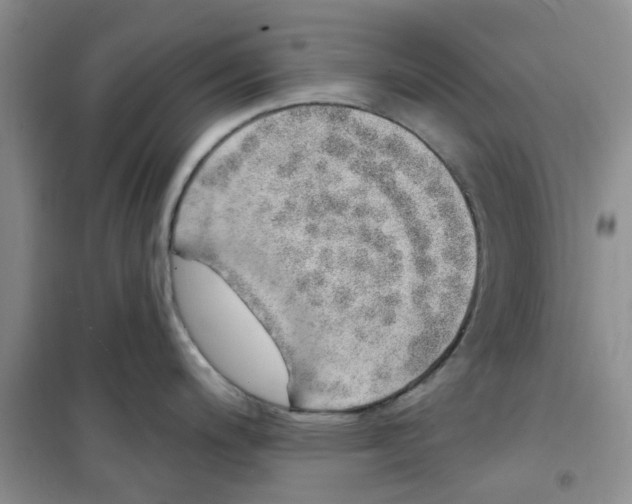 X0000100961200200807221137