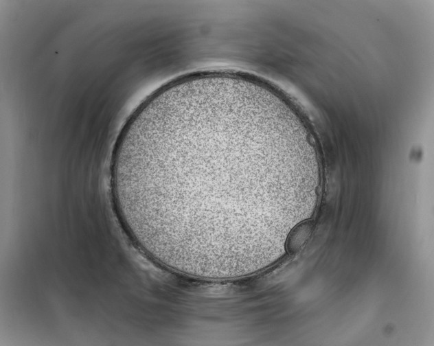 X0000100961279200807221136