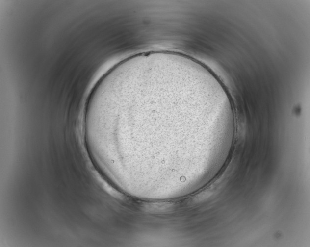 X0000100961294200807221136