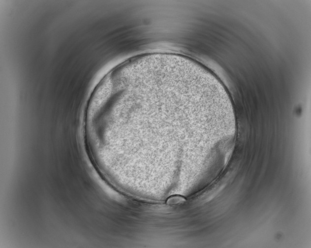 X0000100961387200807221134