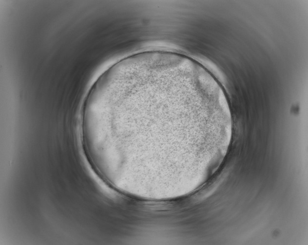 X0000100961391200807221134