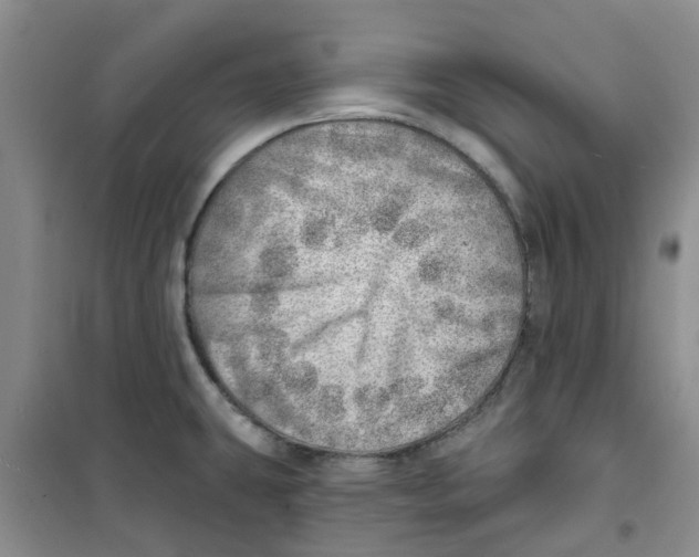 X0000100961431200807221134