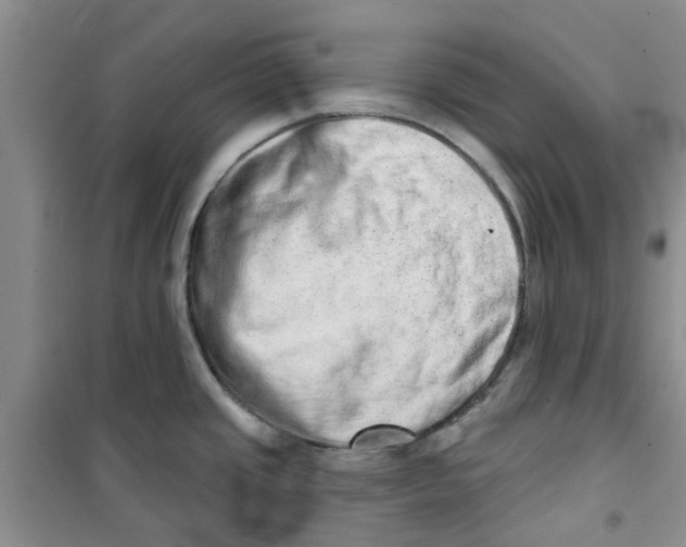 X0000100961437200807221134