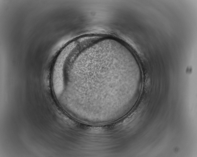 X0000100961455200807221134