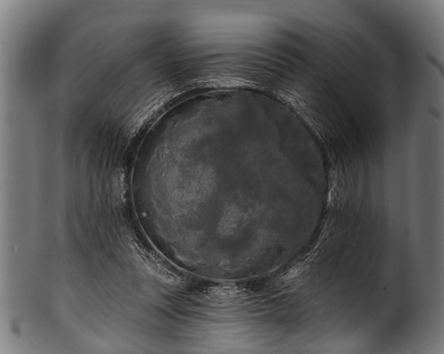 X0000100970351200806241556