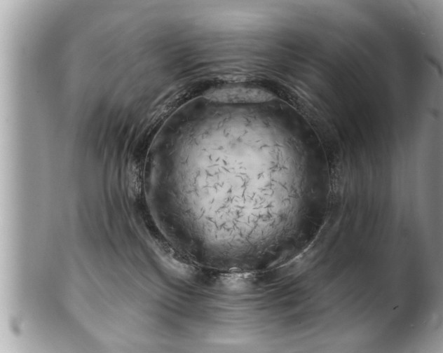 X0000100970136200807011429
