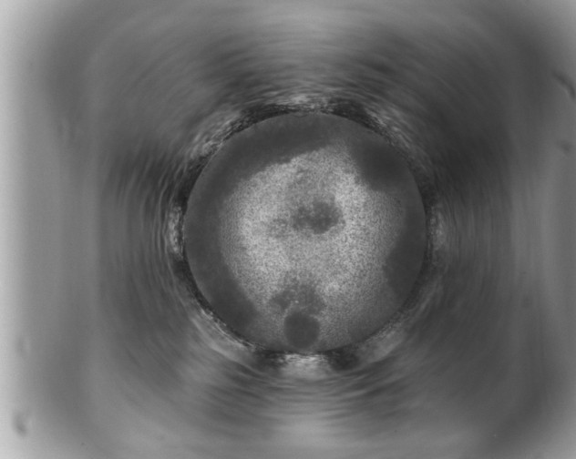 X0000100970185200807011429