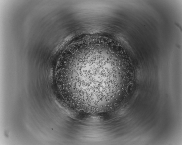 X0000100970260200807011427