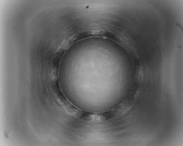 X0000100970272200807011427