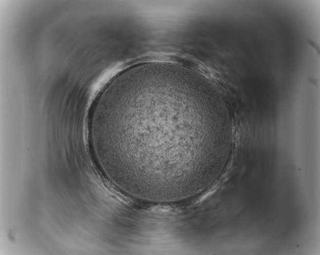 X0000100970294200807011427