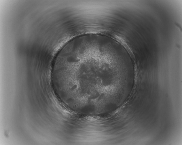 X0000100970346200807011425