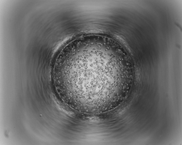 X0000100970395200807011425