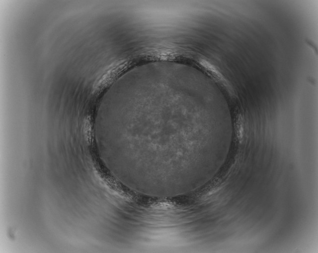 X0000100970594200807011422