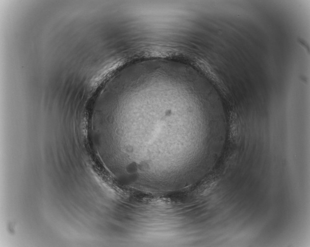 X0000100970683200807011421
