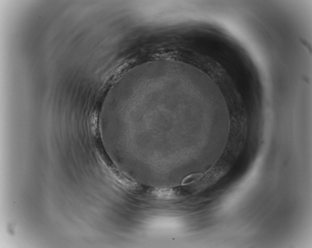 X0000100970767200807011420