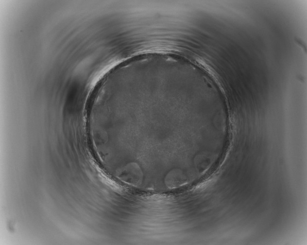 X0000100970779200807011420