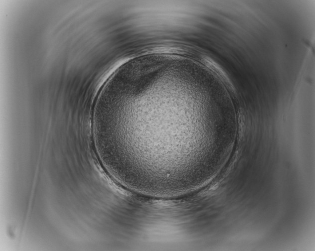 X0000100970852200807011419