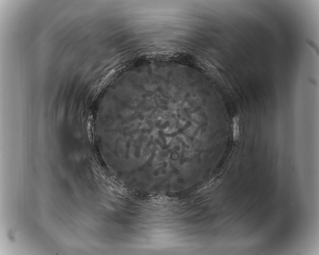 X0000100971059200807011415