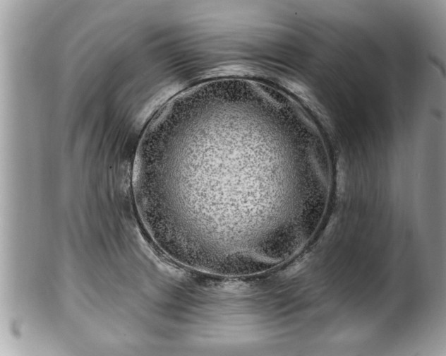 X0000100971233200807011413