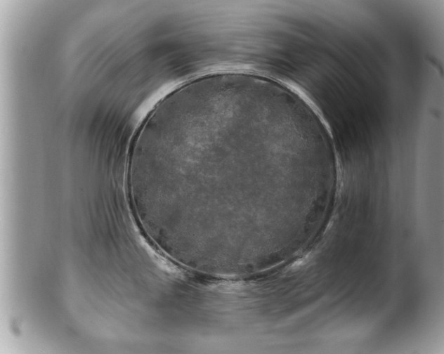 X0000100971245200807011413