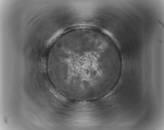 X0000100971403200807011410