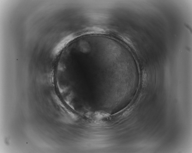 X0000100971455200807011410