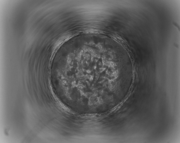 X0000100970049200807081229