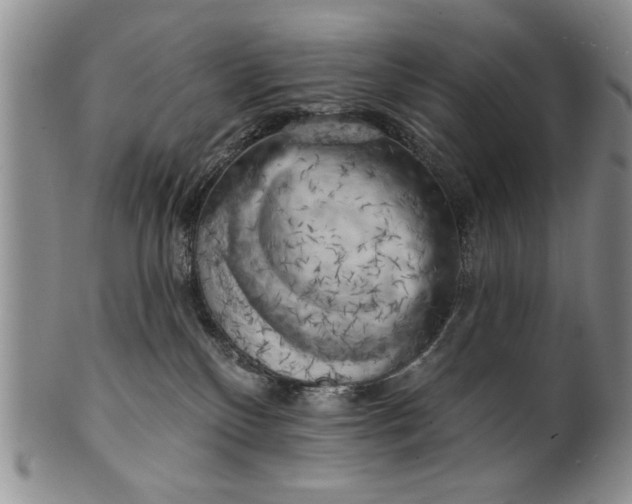 X0000100970136200807081228