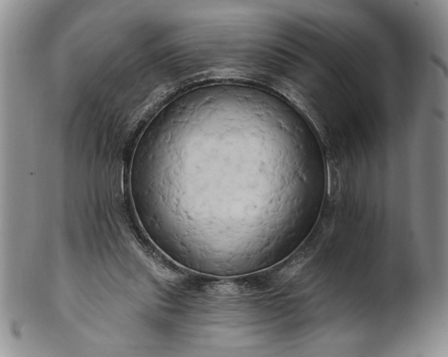 X0000100970253200807081226