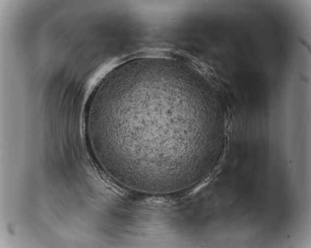 X0000100970294200807081226