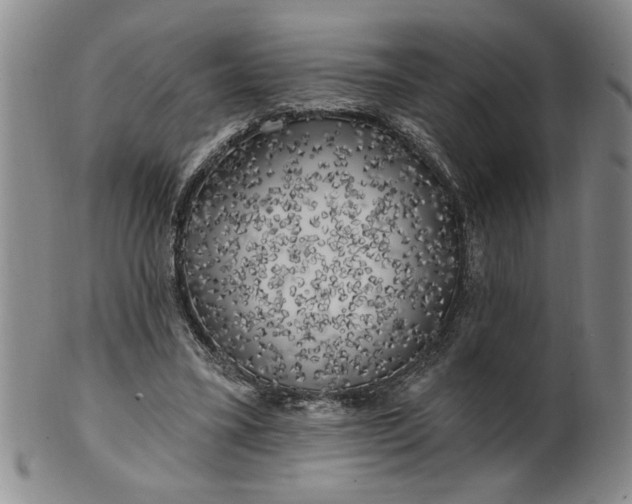 X0000100970395200807081224
